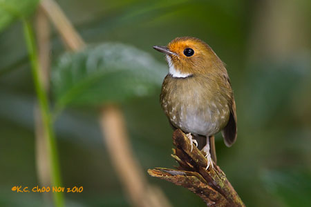 Rufous-browed Flycatcher