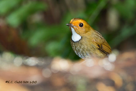 Rufous-browed Flycatcher