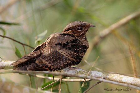 Savanna Nightjar