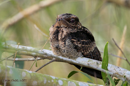 Savanna Nightjar