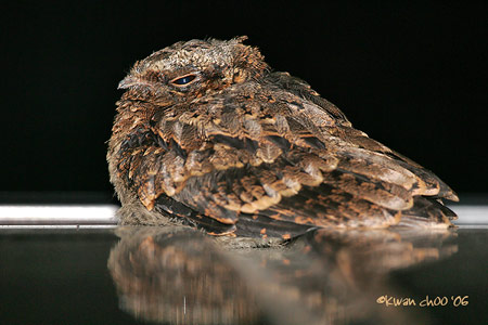 Savanna Nightjar