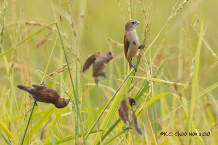 Scaly-breasted Munia