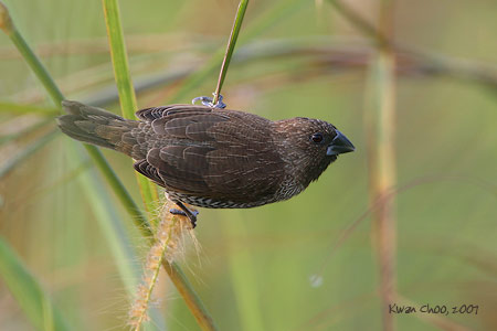 Scaly-breasted Munia
