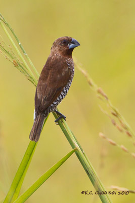 Scaly-breasted Munia