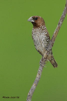 Scaly-breasted Munia