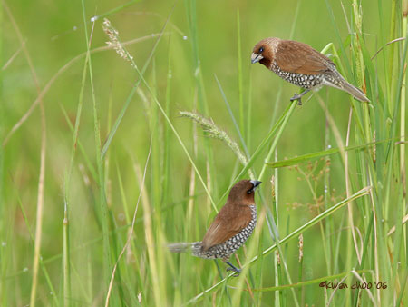 Scaly-breasted Munia