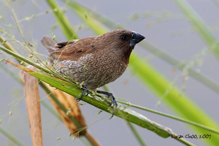 Scaly-breasted Munia