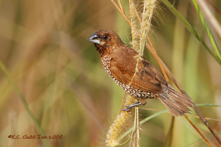 Scaly-breasted Munia
