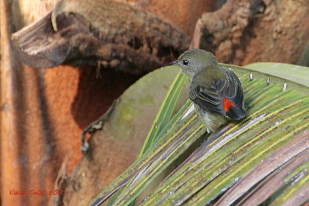 Scarlet-backed Flowerpecker