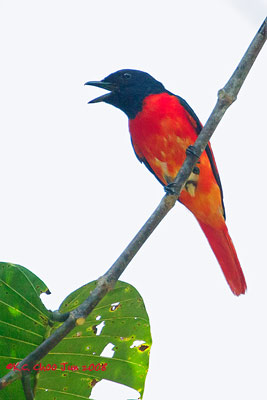 Scarlet Minivet