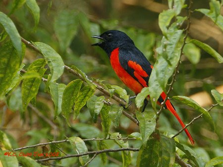 Scarlet Minivet