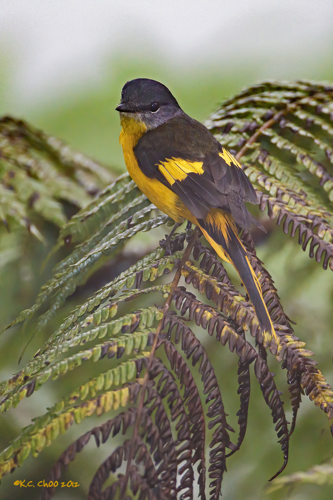 Scarlet Minivet