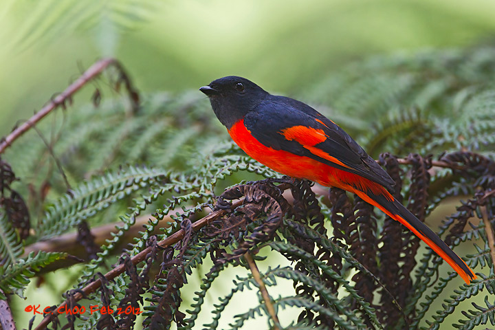 Scarlet Minivet