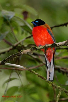 Scarlet-rumped Trogon