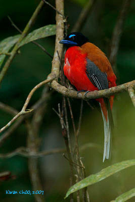 Scarlet-rumped Trogon