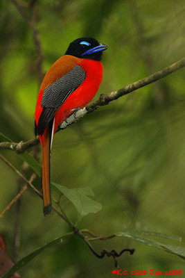 Scarlet-rumped Trogon