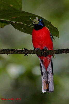 Scarlet-rumped Trogon