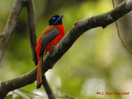 Scarlet-rumped Trogon