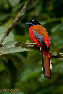 Scarlet-rumped Trogon