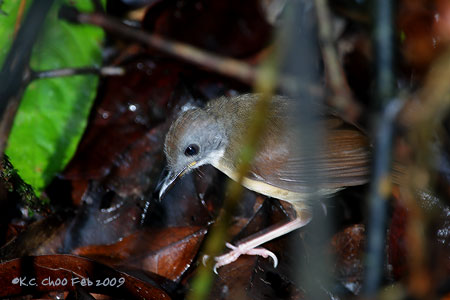 Short-tailed Babbler