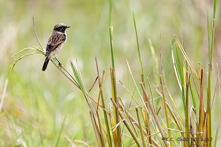 Siberian Stonechat