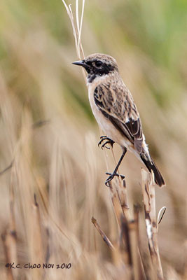 Siberian Stonechat
