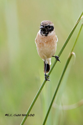 Siberian Stonechat