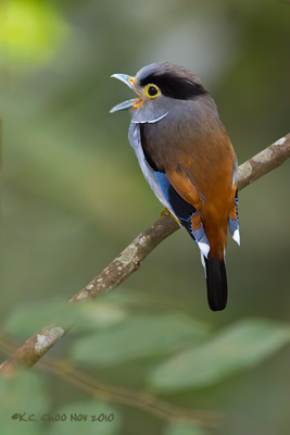 Silver-breasted Broadbill