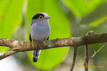 Silver-breasted Broadbill