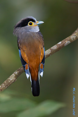 Silver-breasted Broadbill