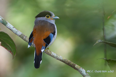 Silver-breasted Broadbill