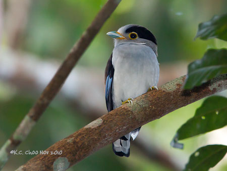 Silver-breasted Broadbill