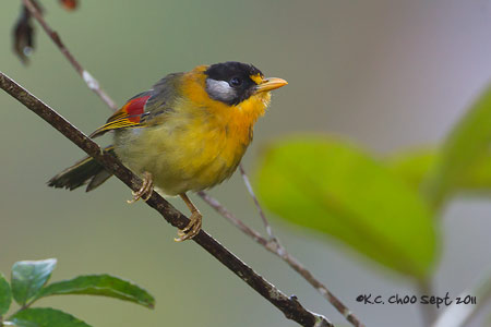 Silver-eared Mesia