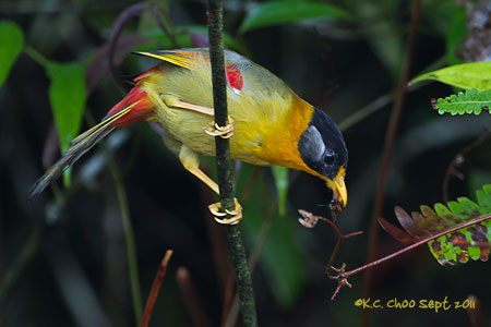 Silver-eared Mesia