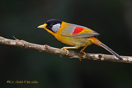 Silver-eared Mesia