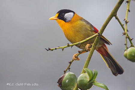 Silver-eared Mesia