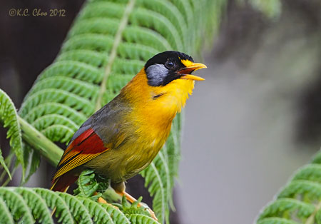 Silver-eared Mesia