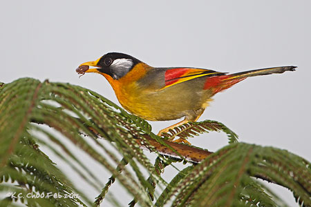 Silver-eared Mesia