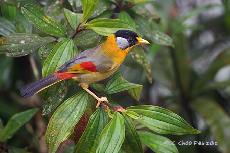 Silver-eared Mesia