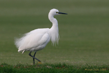Snowy Egret