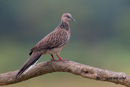 Spotted Dove