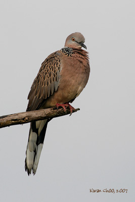 Spotted Dove