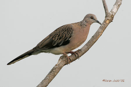 Spotted Dove