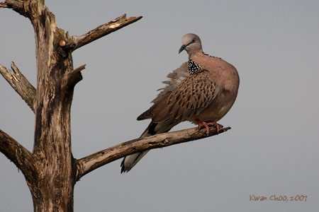 Spotted Dove
