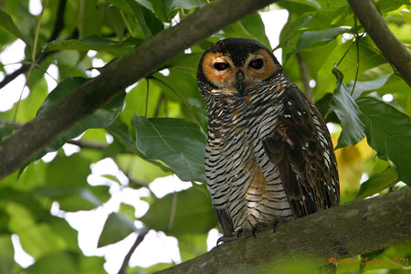 Spotted Wood Owl