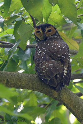 Spotted Wood Owl