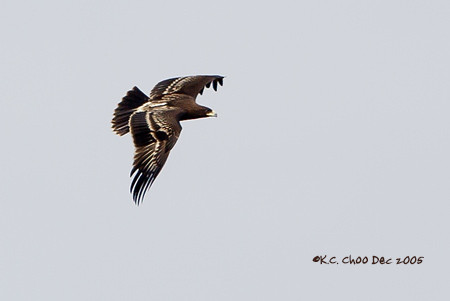 Steppe Eagle