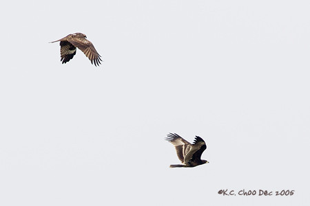 Steppe Eagle