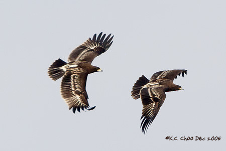 Steppe Eagle