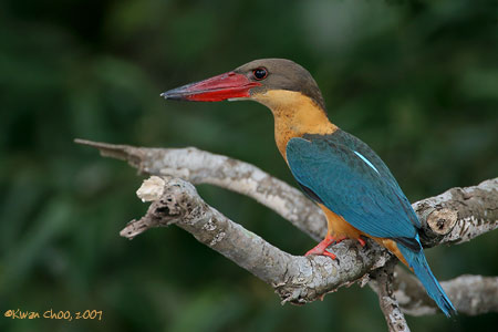Stork-billed Kingfisher